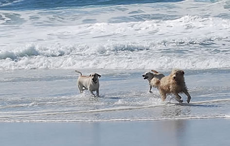 carmel dog friendly lodging - carmel beach dog with couple