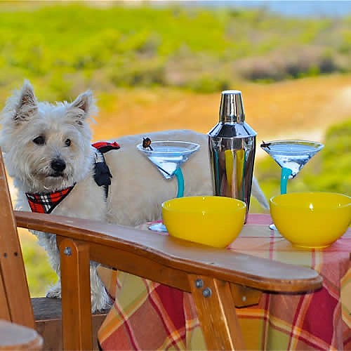 carmel boutique inn dog friendly with drinks